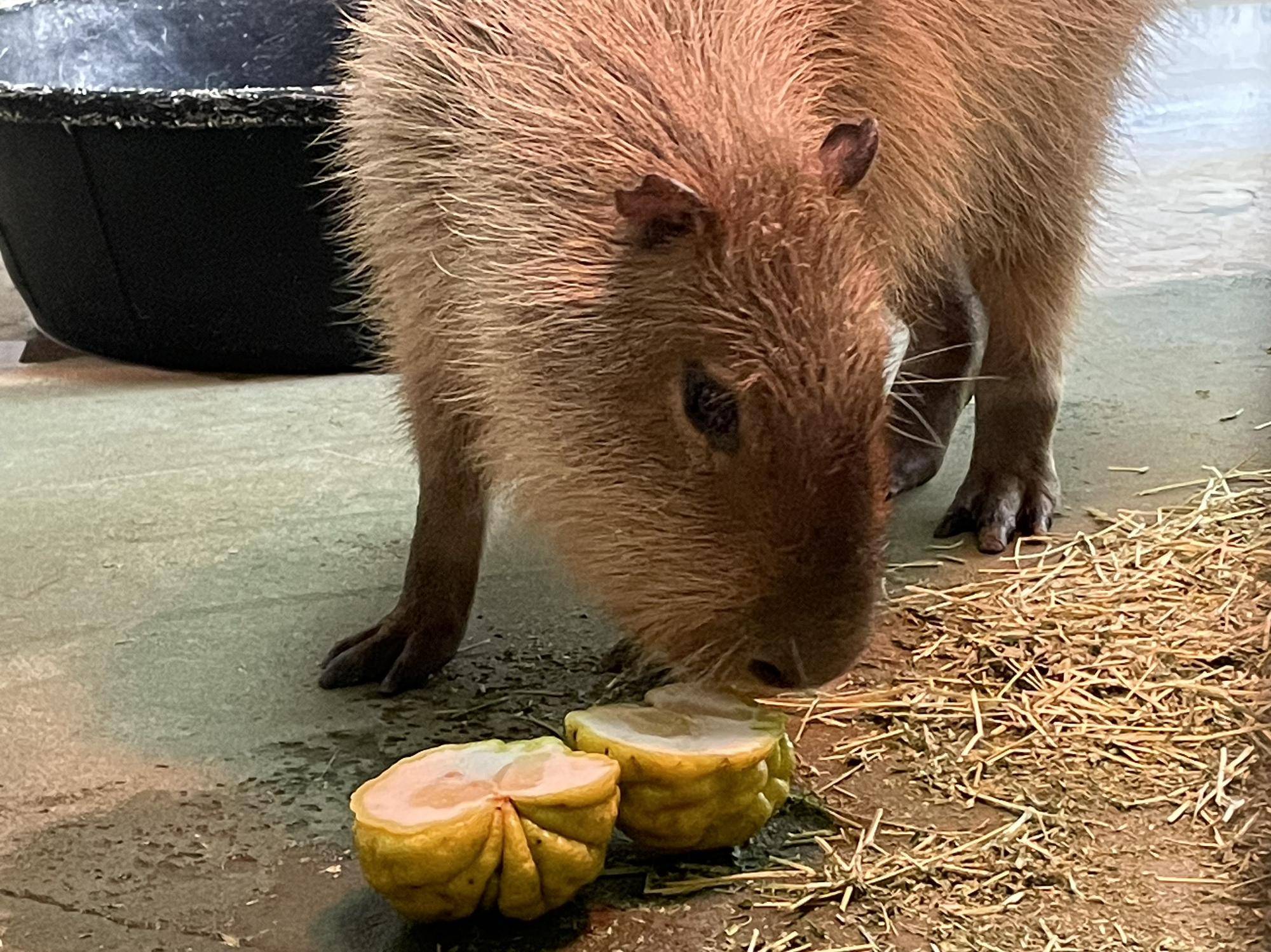 鬼ゆずに興味津々のドングリ kopi- .jpeg