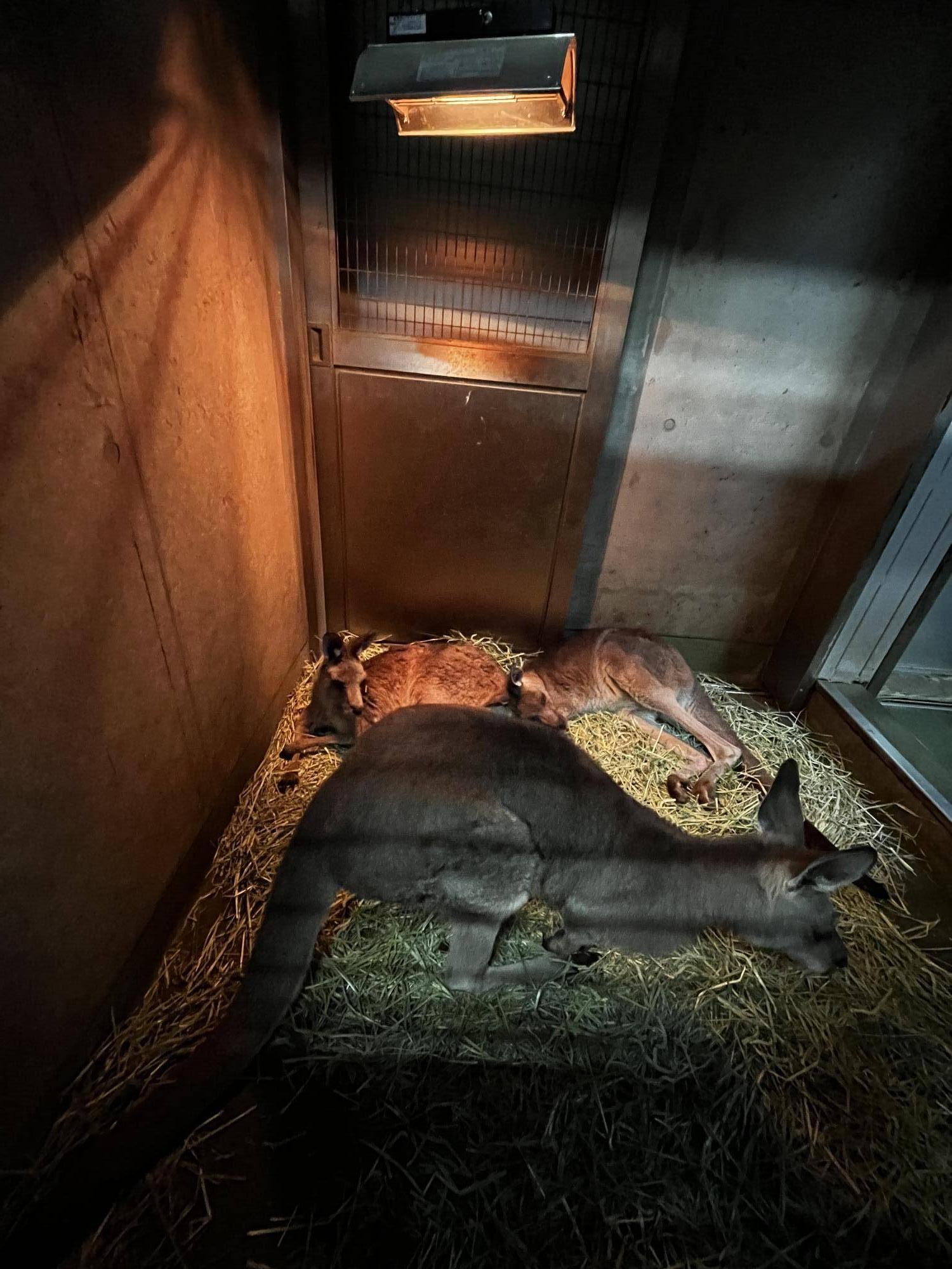 キノコと暖房 (8).jpg