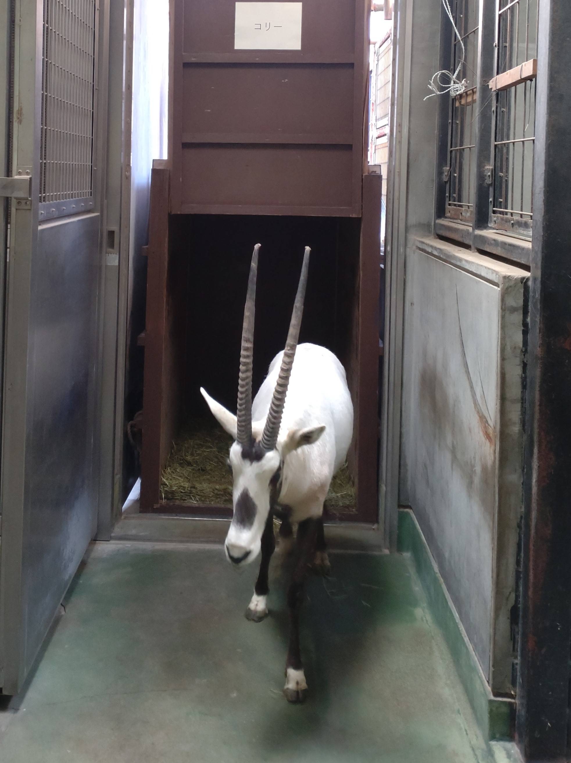 コリー箱からでてきたとき.jpg