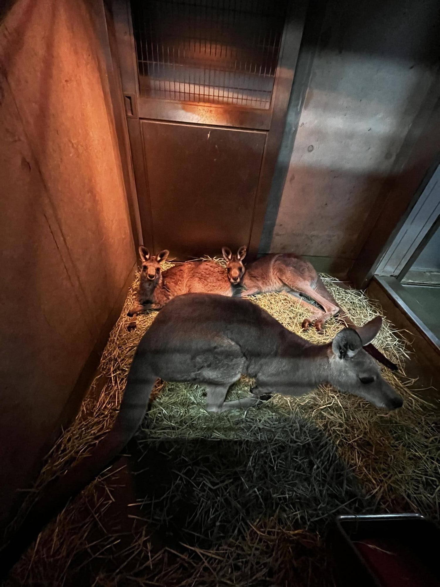 キノコと暖房 (7).jpg