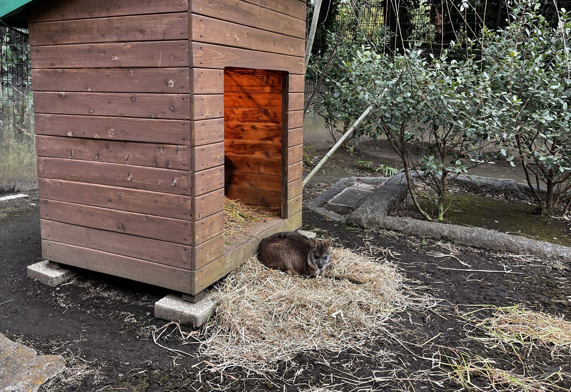 パルマワラビー (2).jpg