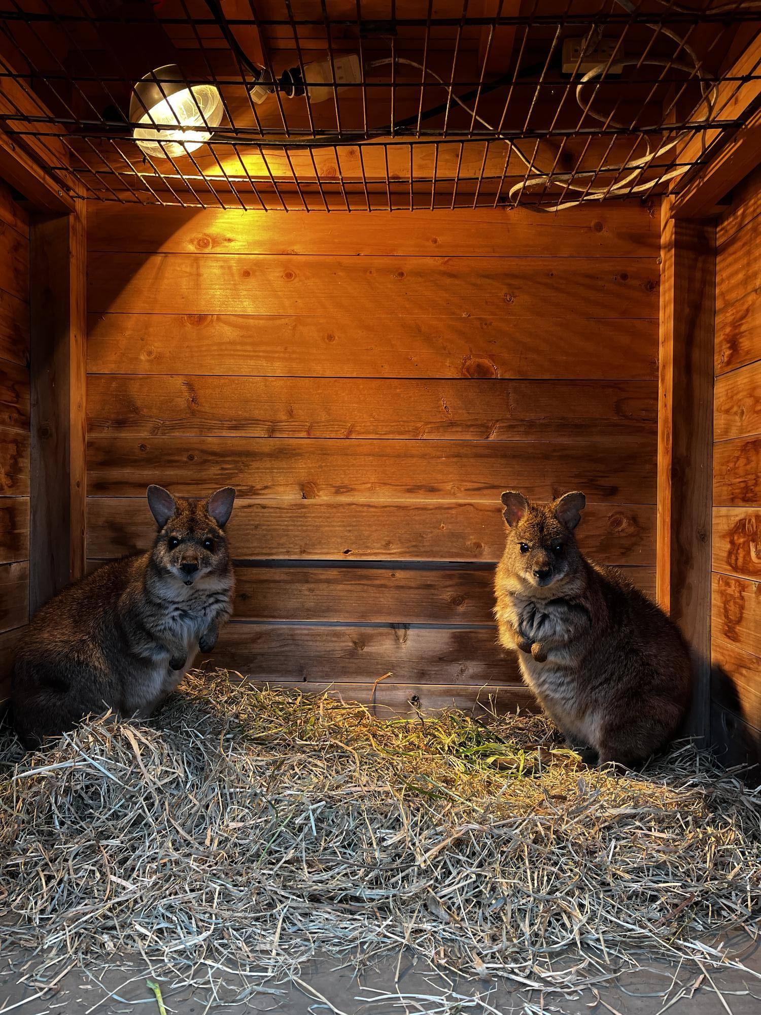 パルマワラビー (1).jpg