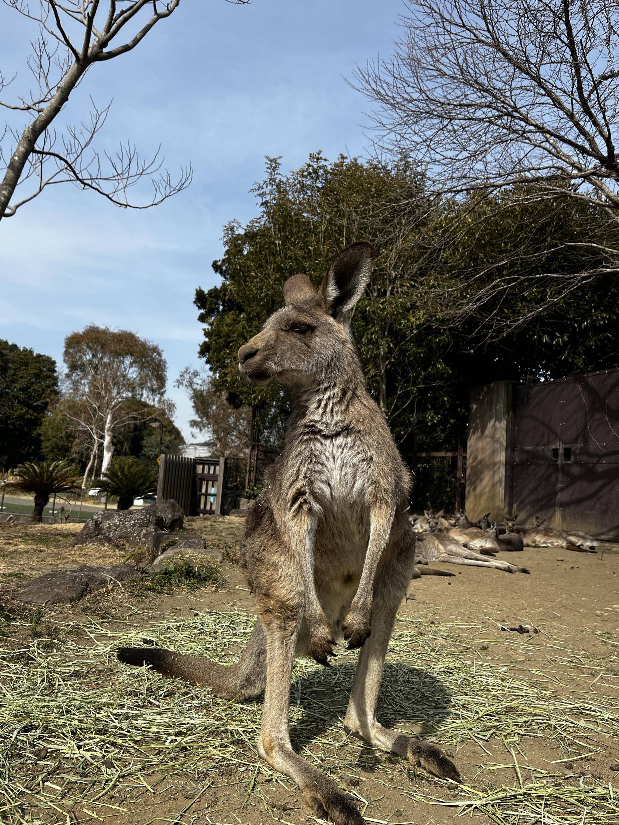 ドリーム (1).jpg