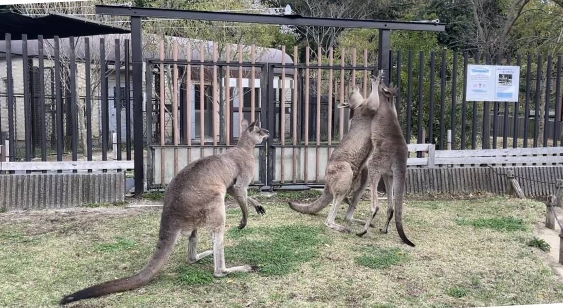 おじさんたちに挑むルトル (3).jpg