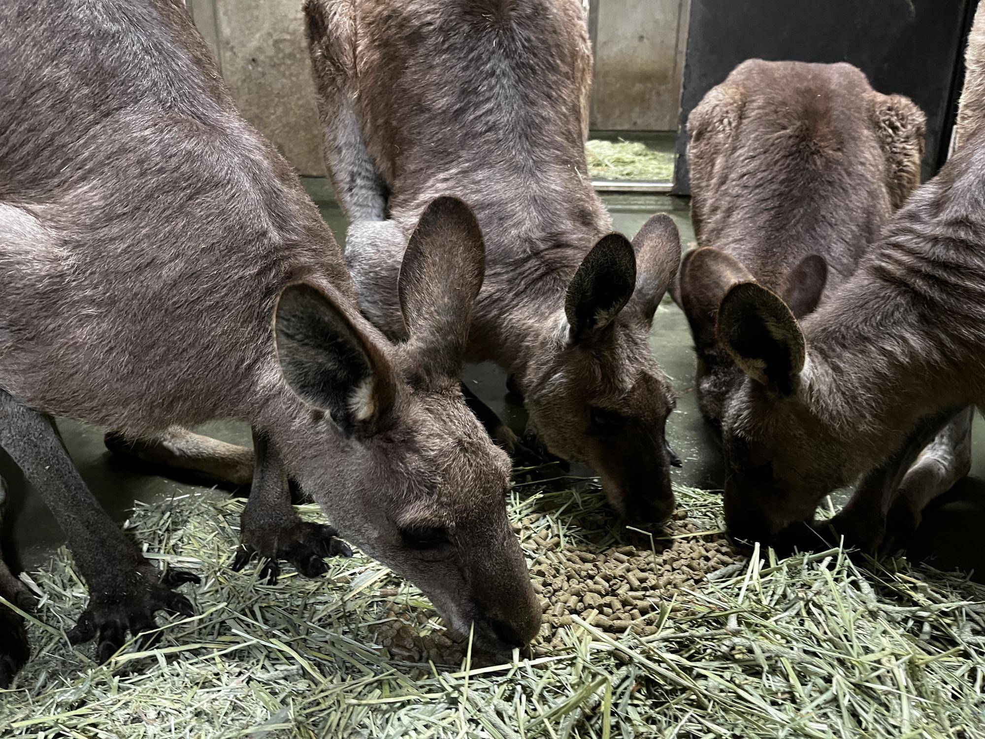 オス群れの合流したルトル (6).jpg