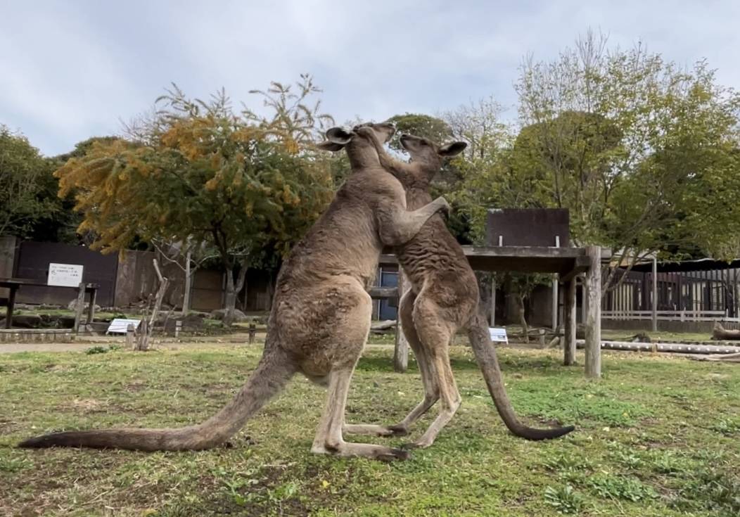おじさんたちに挑むルトル (4).jpg