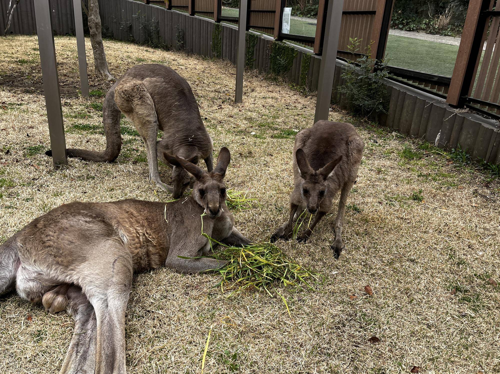 オス群れの合流したルトル (4).jpg