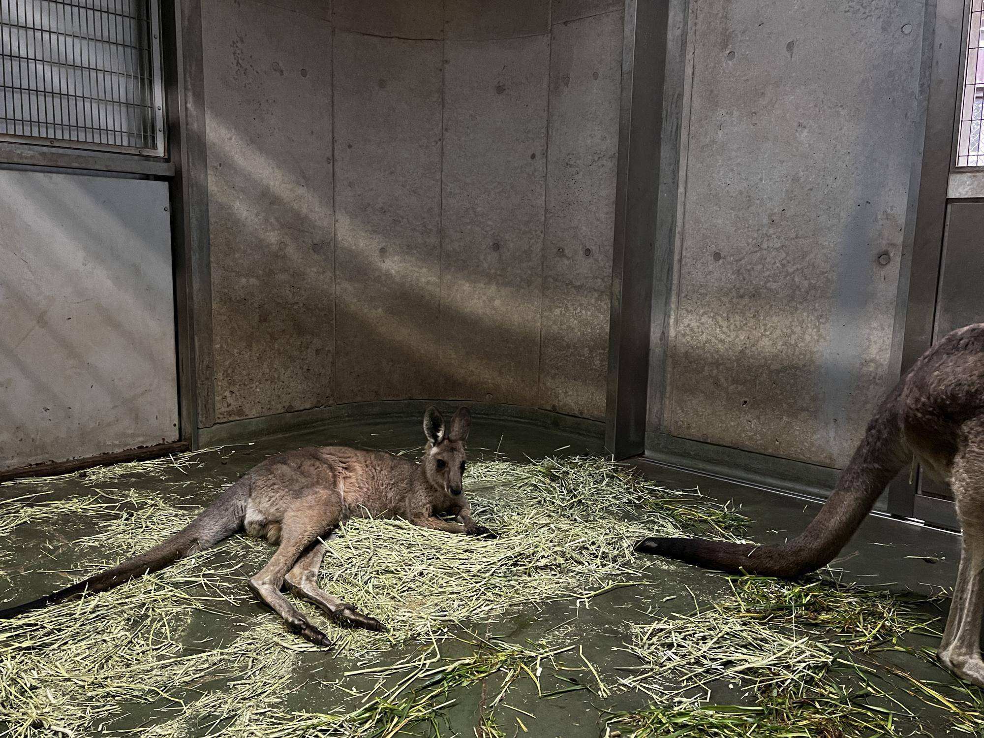 オス群れの合流したルトル (7).jpg