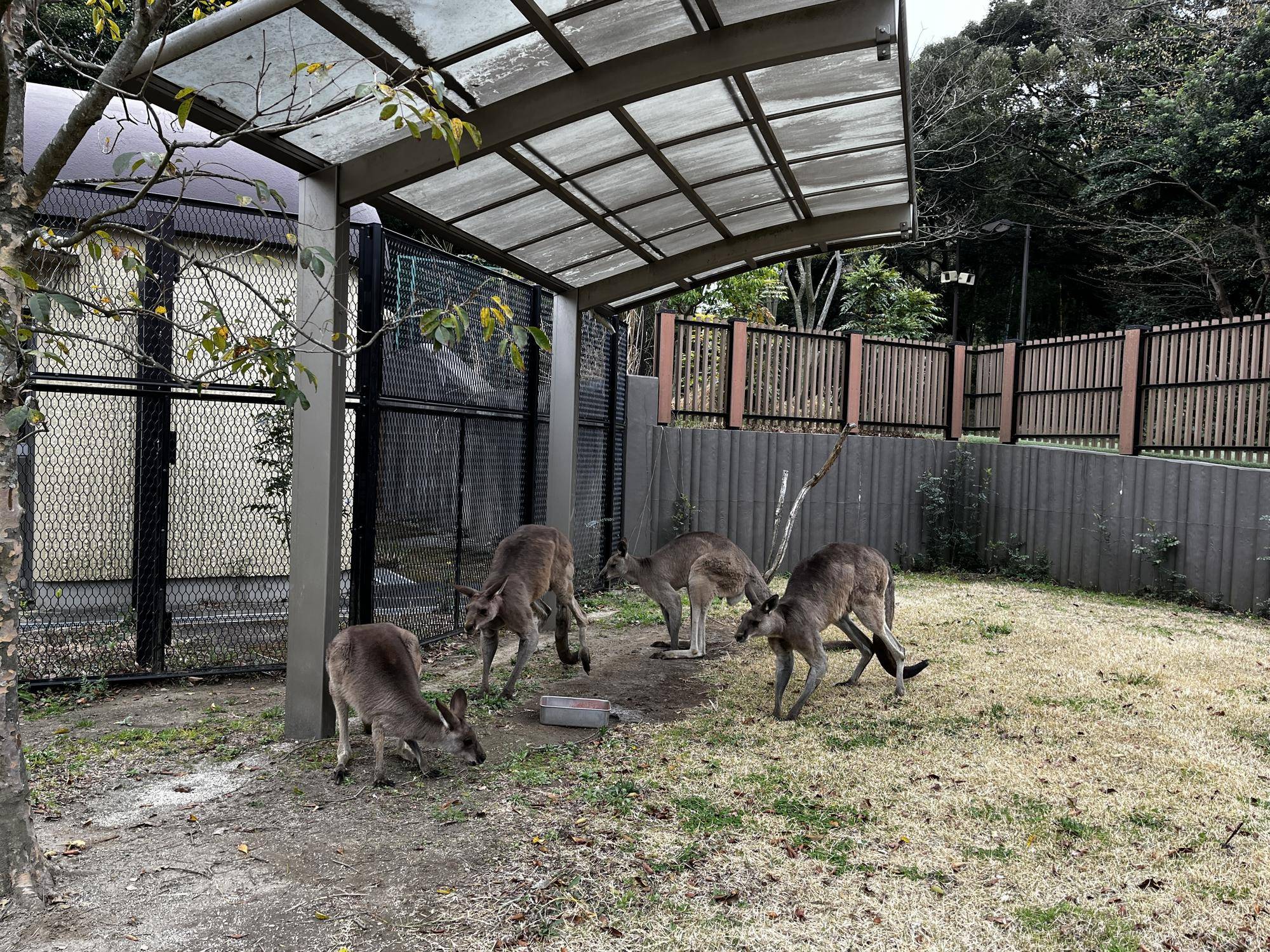 オス群れの合流したルトル (2).jpg