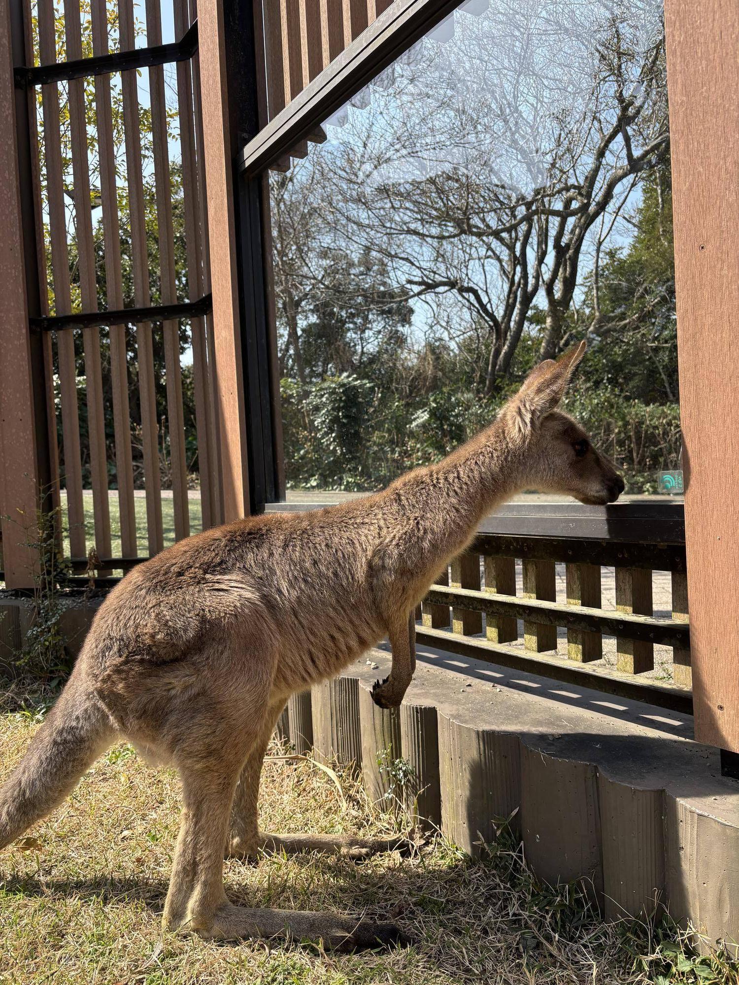 カンガルー 窓の向こう側を覗いてるルトル.jpg