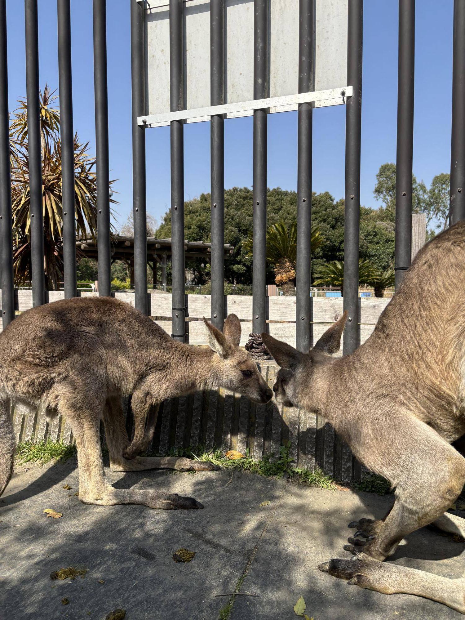 カンガルー ルトルに興味津々のオス.jpg