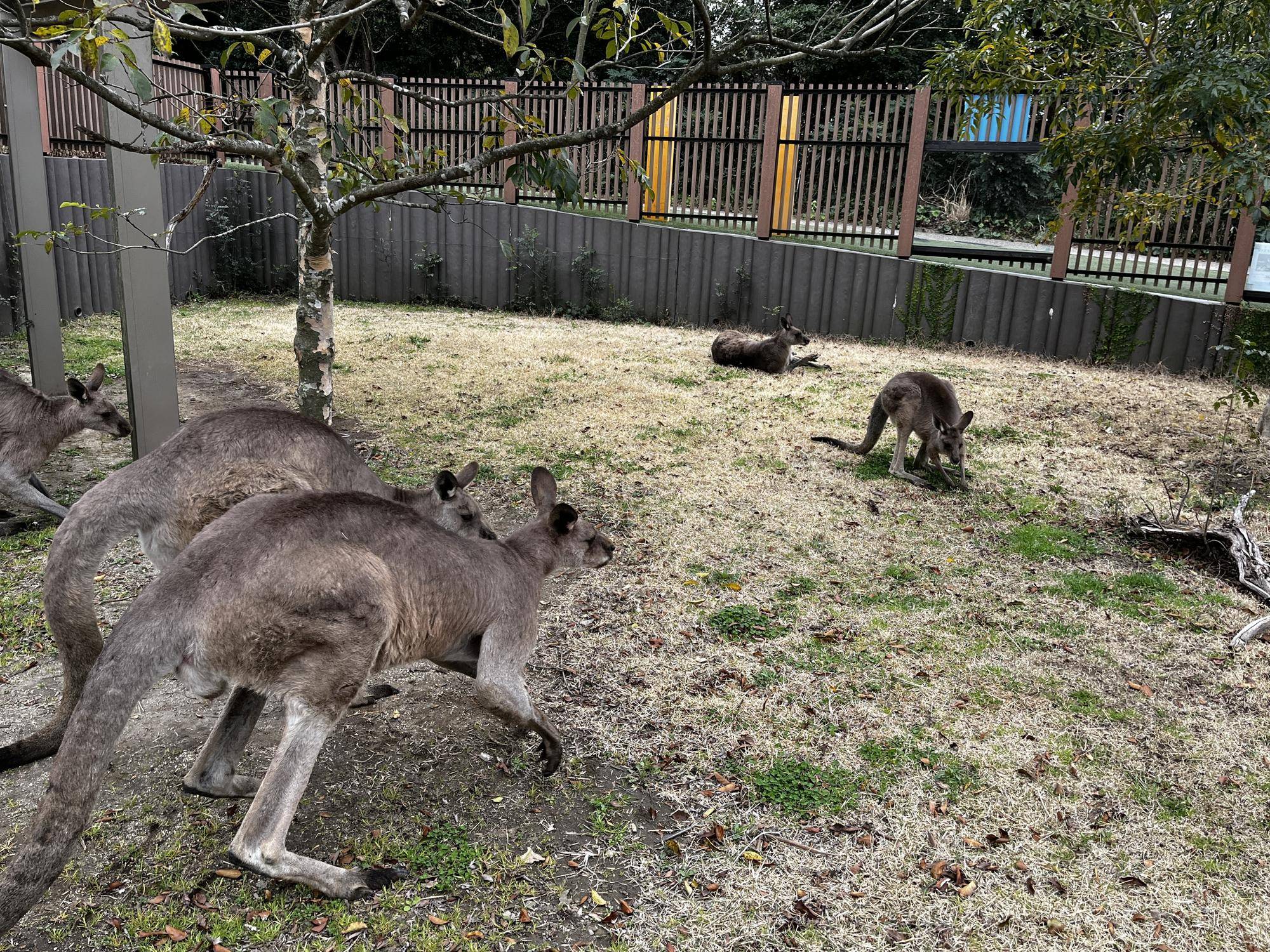 オス群れの合流したルトル (3).jpg