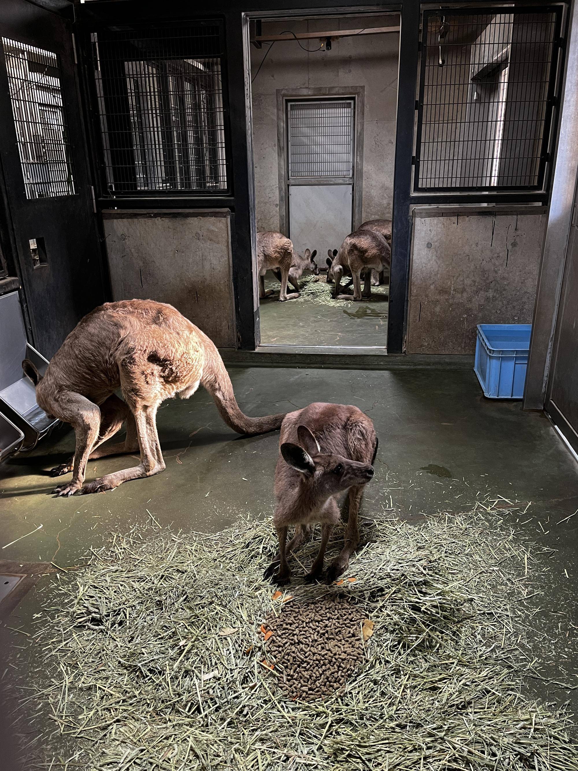 オス群れの合流したルトル (5).jpg