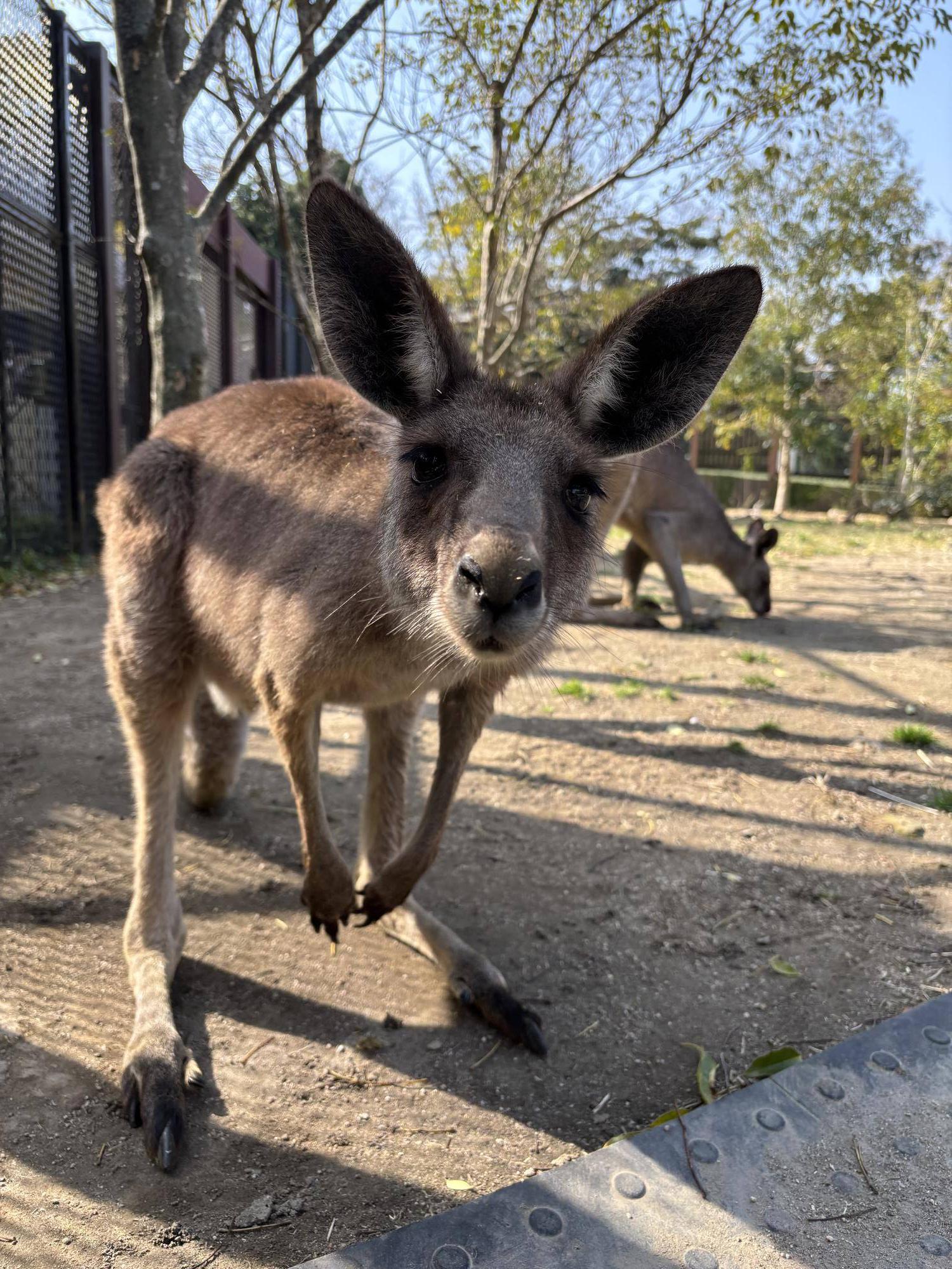 カンガルー ルトル.jpg