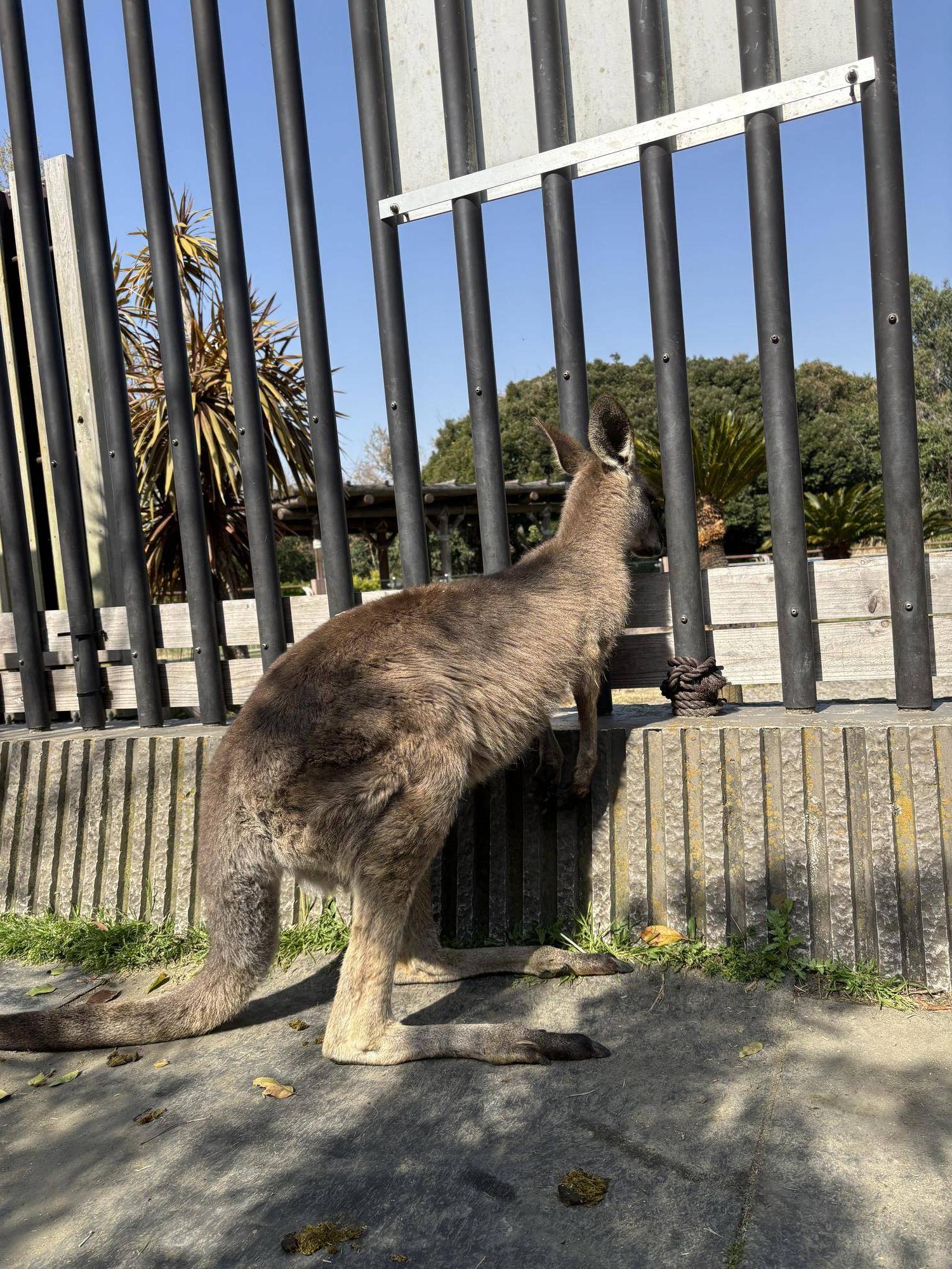 カンガルー ウォークスルー側を気にするルトル.jpg