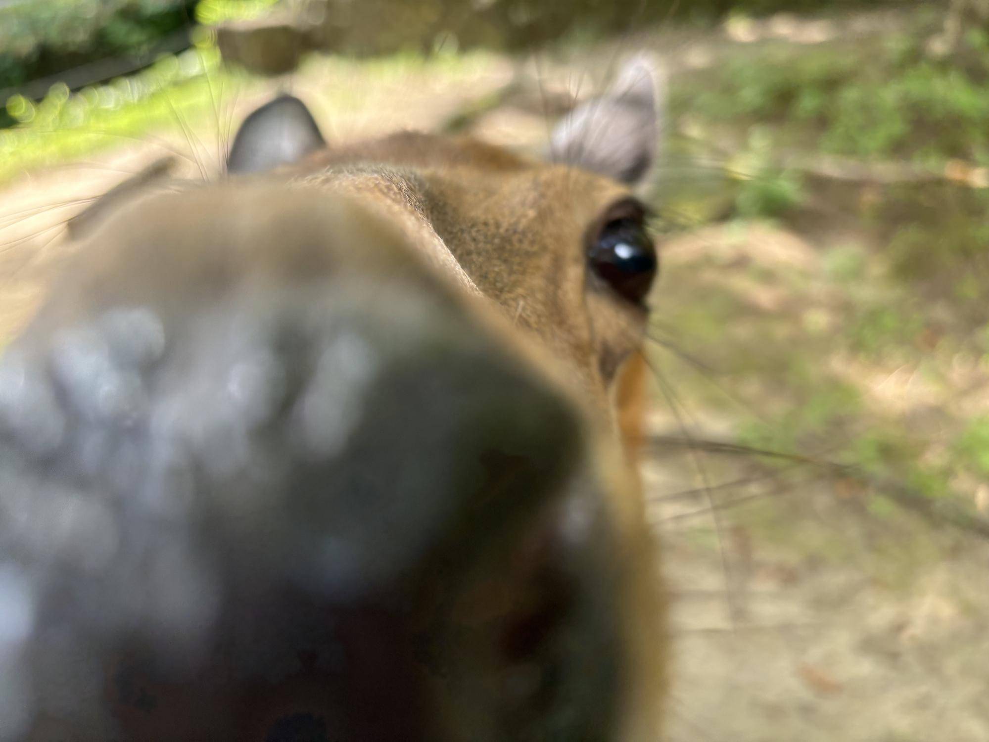 近すぎるアズキ