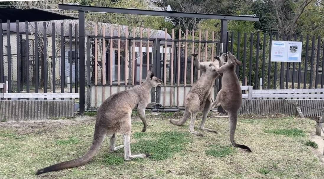 おじさんたちに挑むルトル (2).jpg