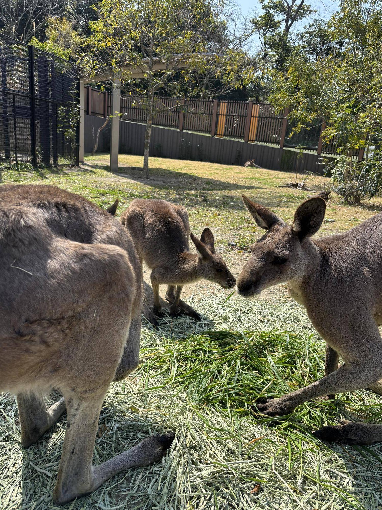 カンガルー ルトルに興味津々のオス3.jpg