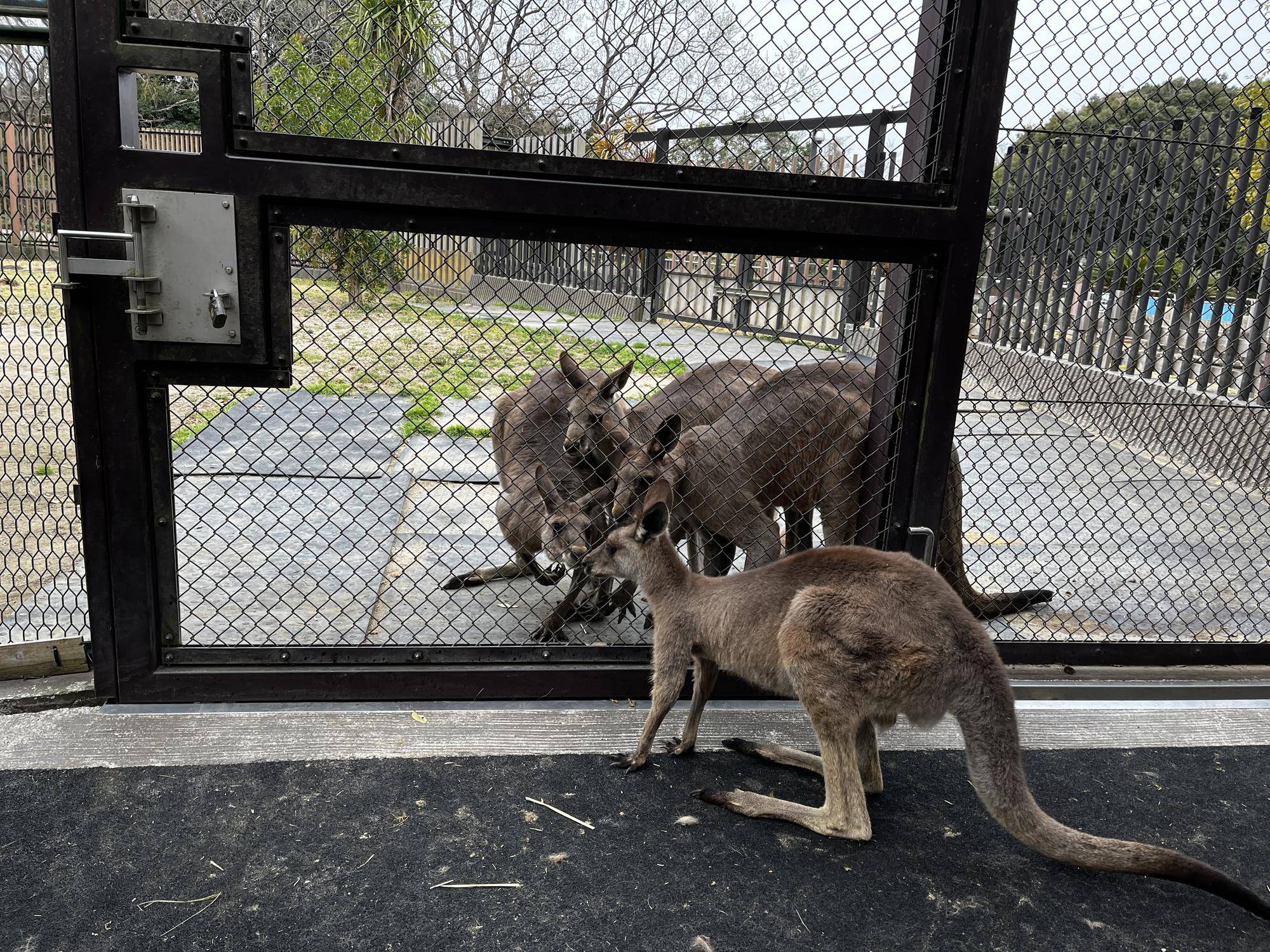 オス群れの合流したルトル (1).jpg