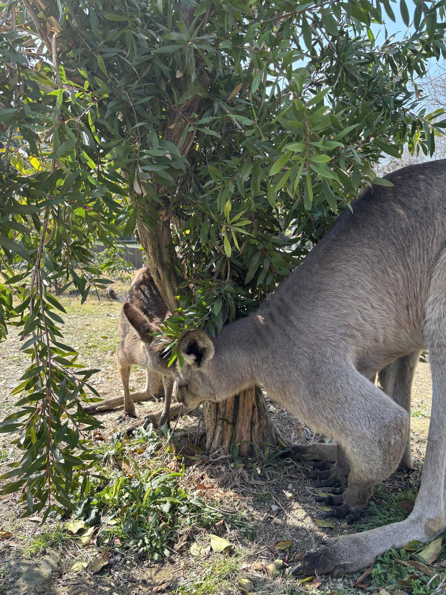 カンガルー ルトルに興味津々のオス2.jpg
