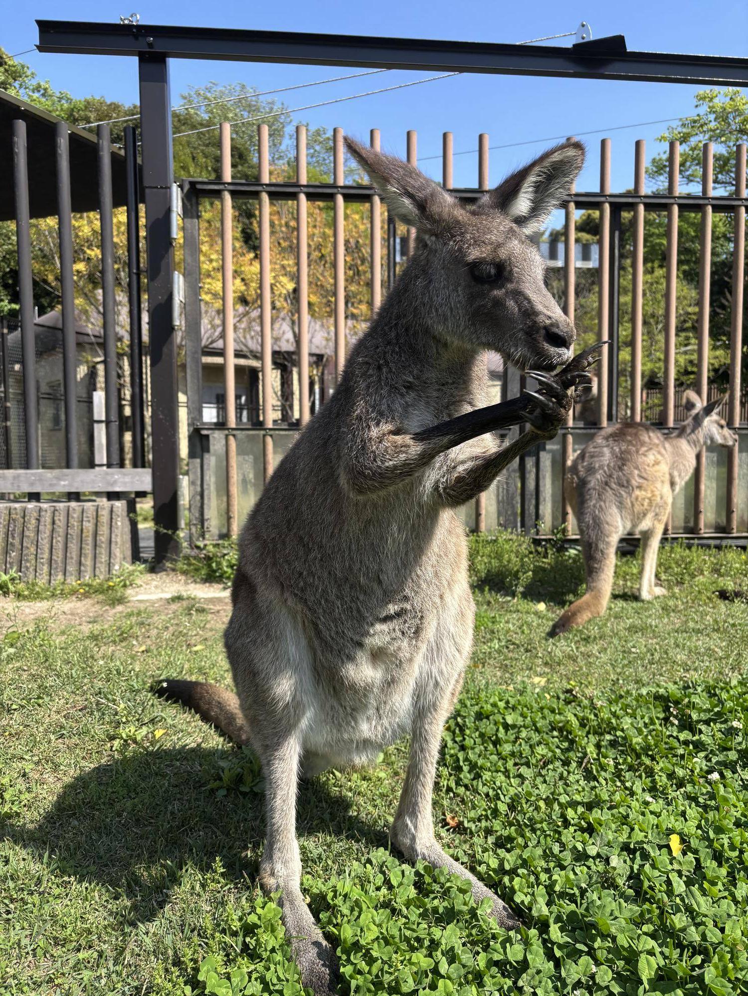 手を舐めて涼しくしているカンガルー.jpg