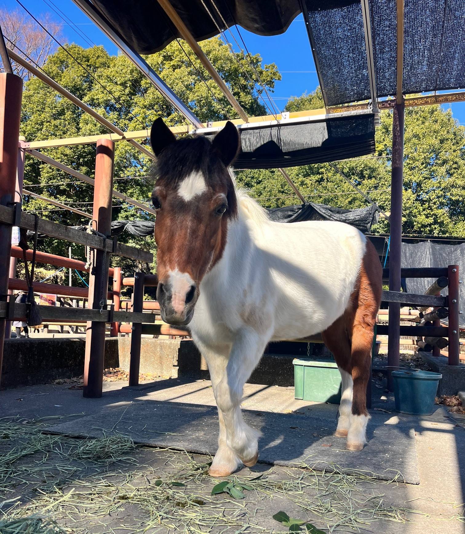 ①ポニーのカリン.jpg