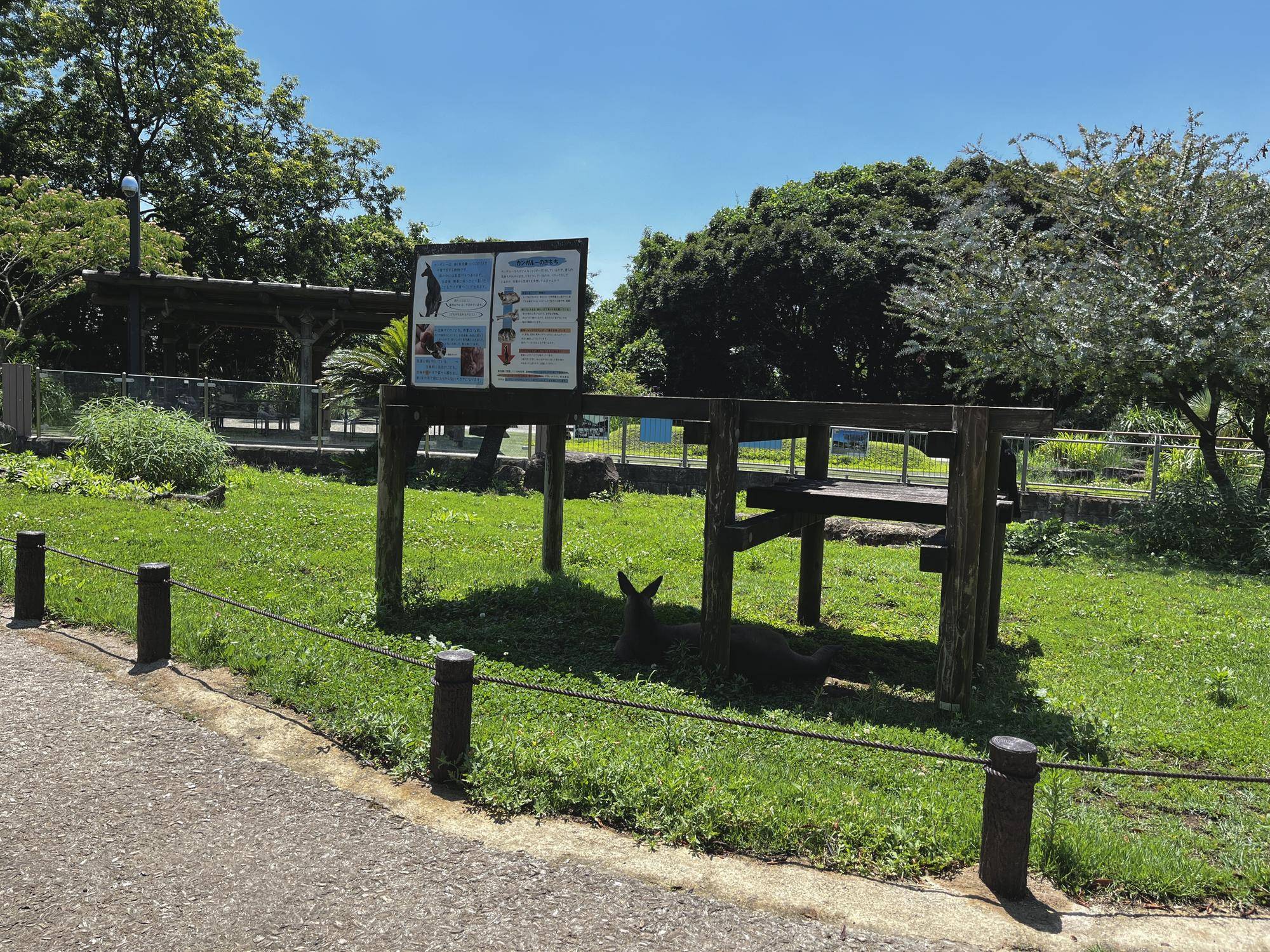 木陰で涼むカンガルー (3).jpg