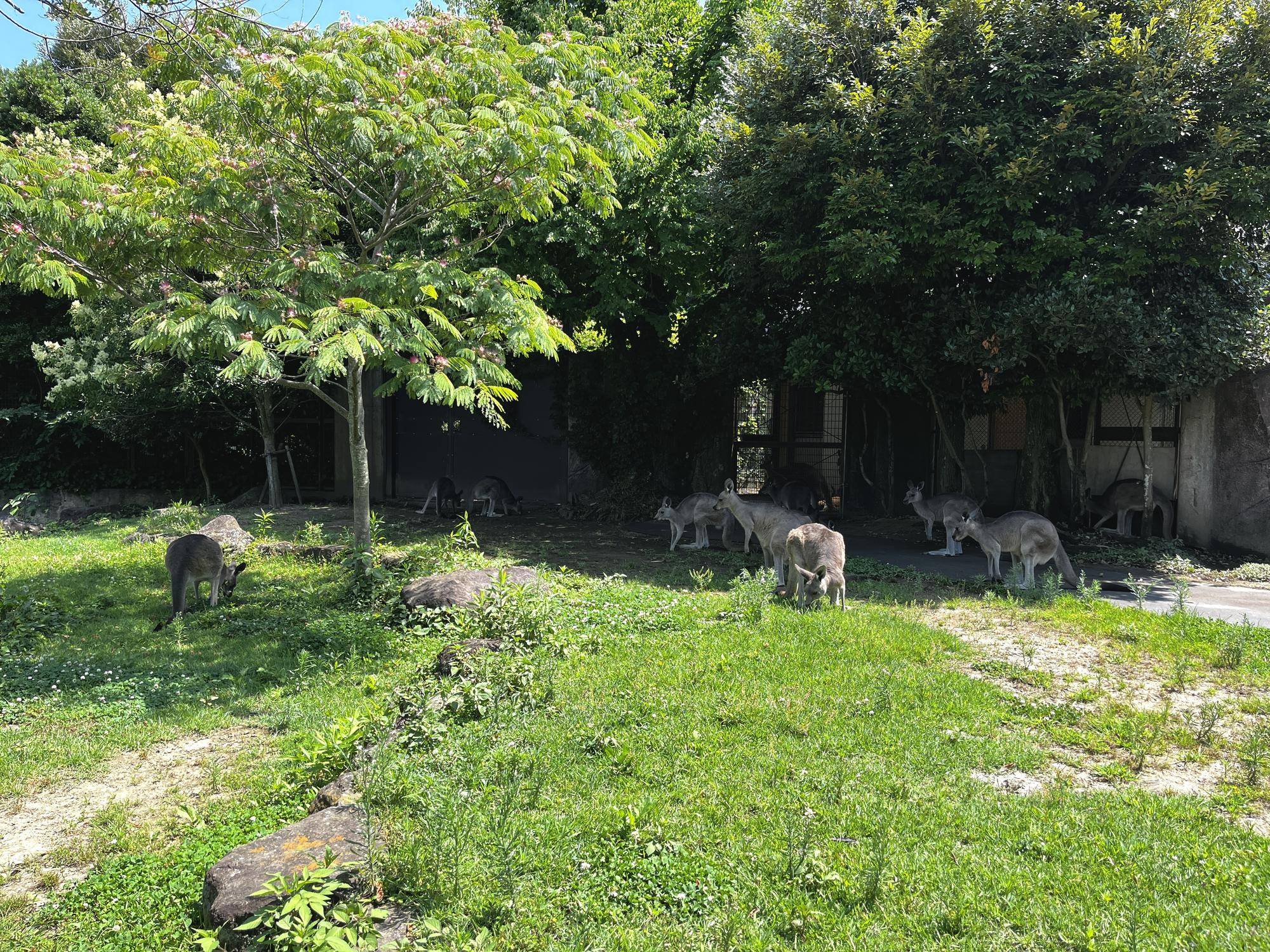 獣舎側の日陰にいるカンガルー (2).jpg