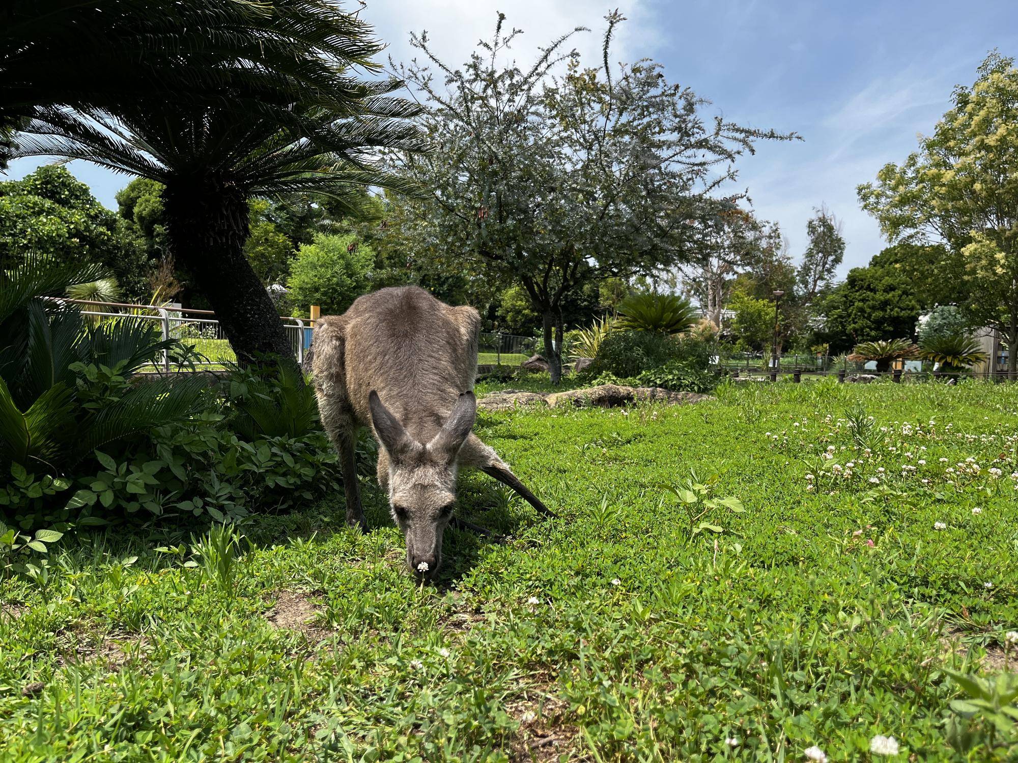 園路側のカンガルー.jpg