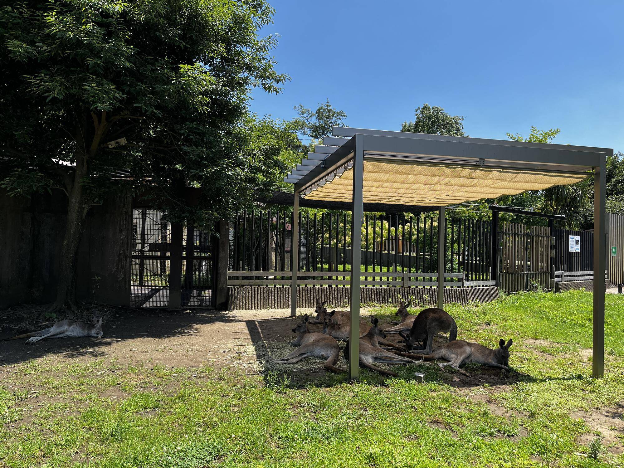 小川クリニックの寄付で立てた日除けで涼むカンガルー.jpg