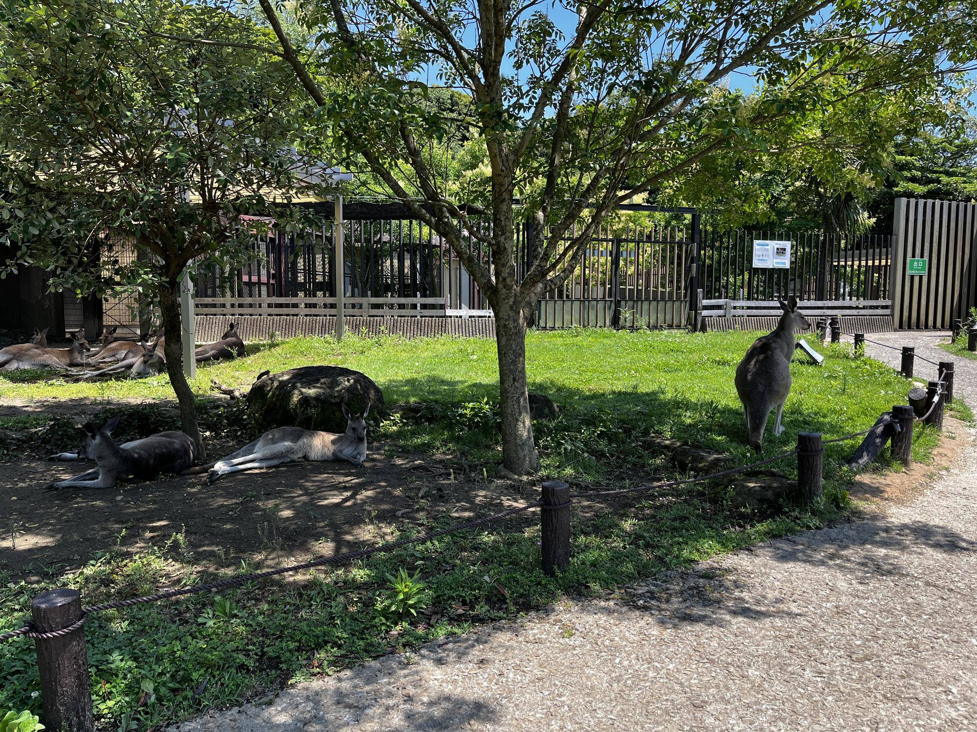 木陰で涼むカンガルー (4).jpg