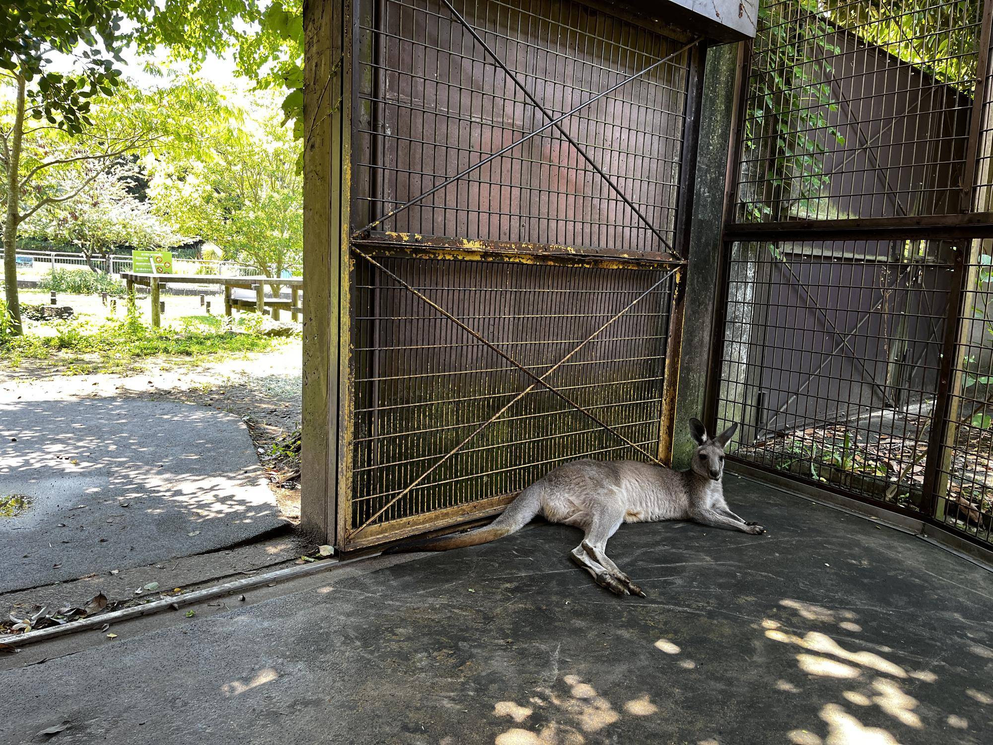 サブパドックのカンガルー (1).jpg