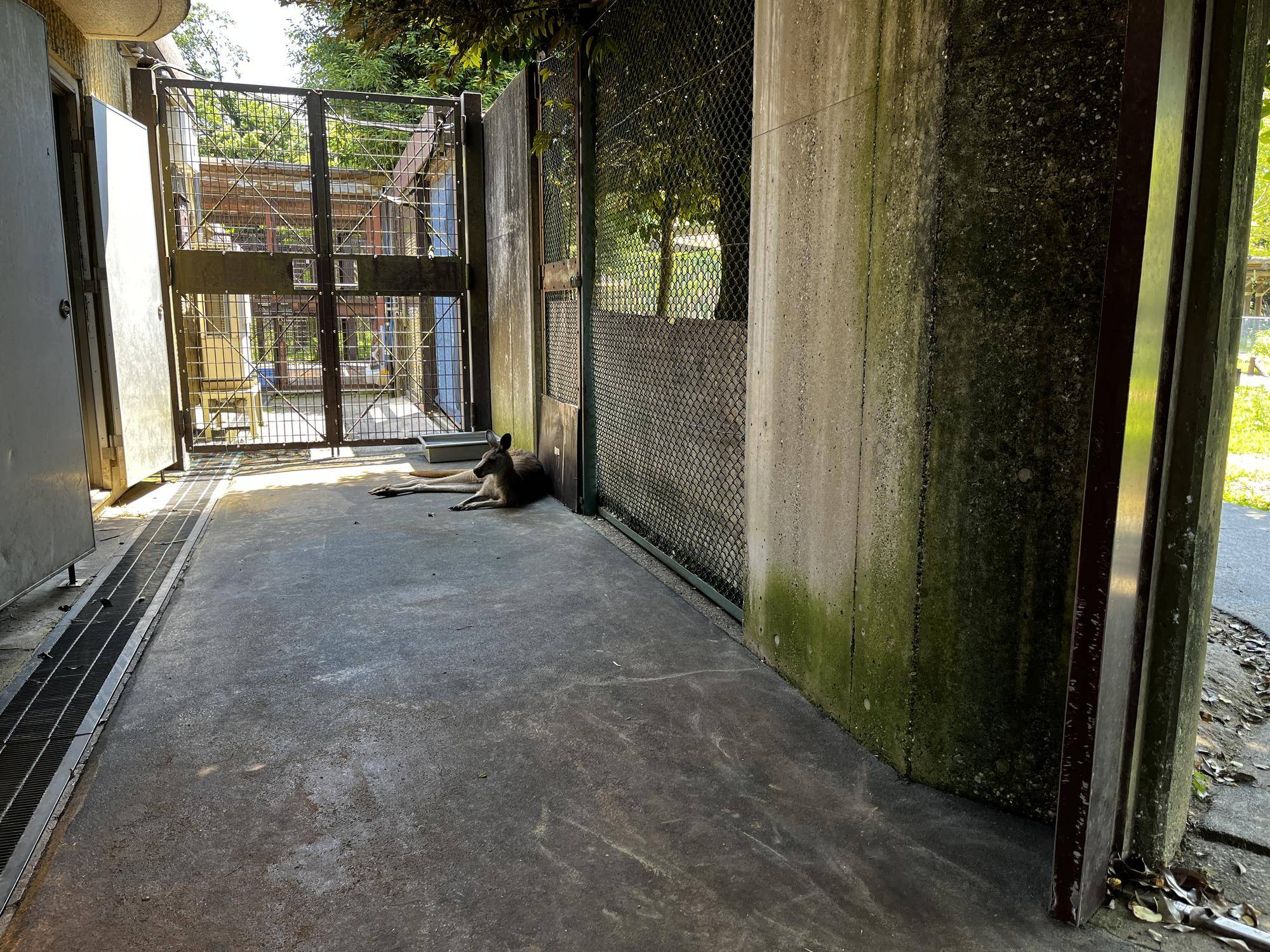 サブパドックのカンガルー (2).jpg