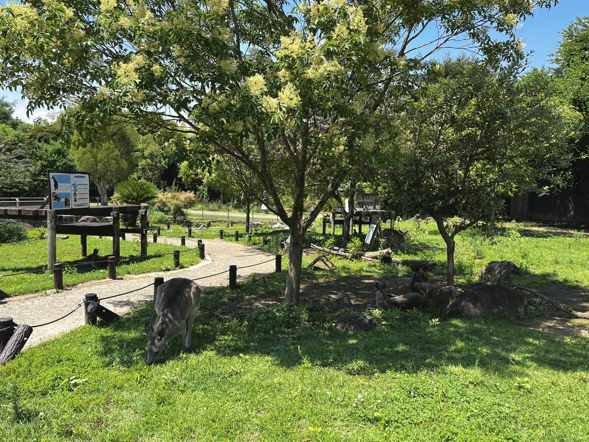 木陰で涼むカンガルー (1).jpg