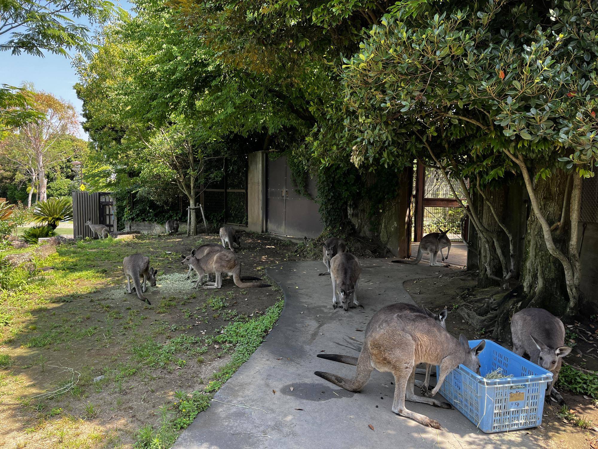 展示場とサブパドックを開放で使用中 (1).jpg