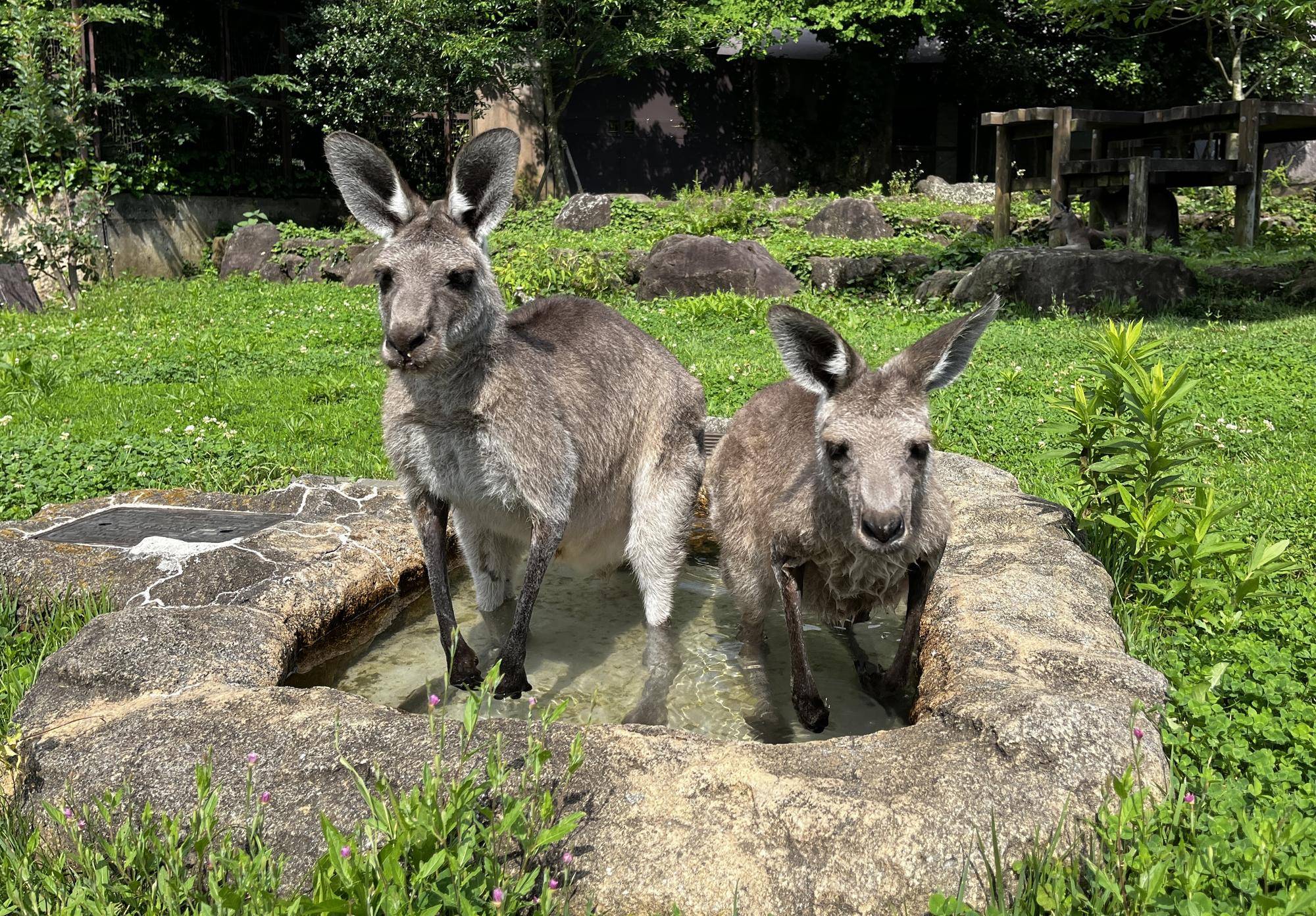 小さい水飲みに入るカンガルー (1).jpg