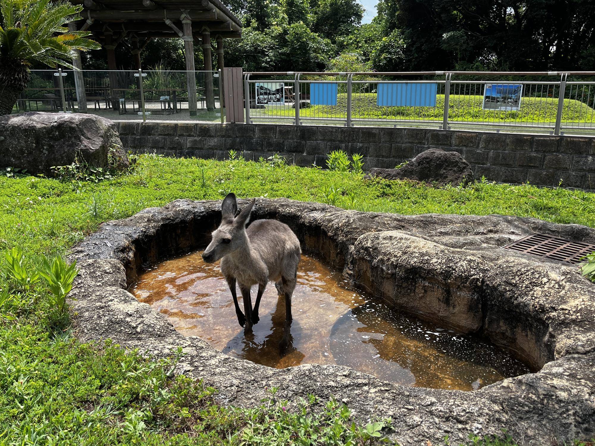 園路側の水場にいるカボス.jpg