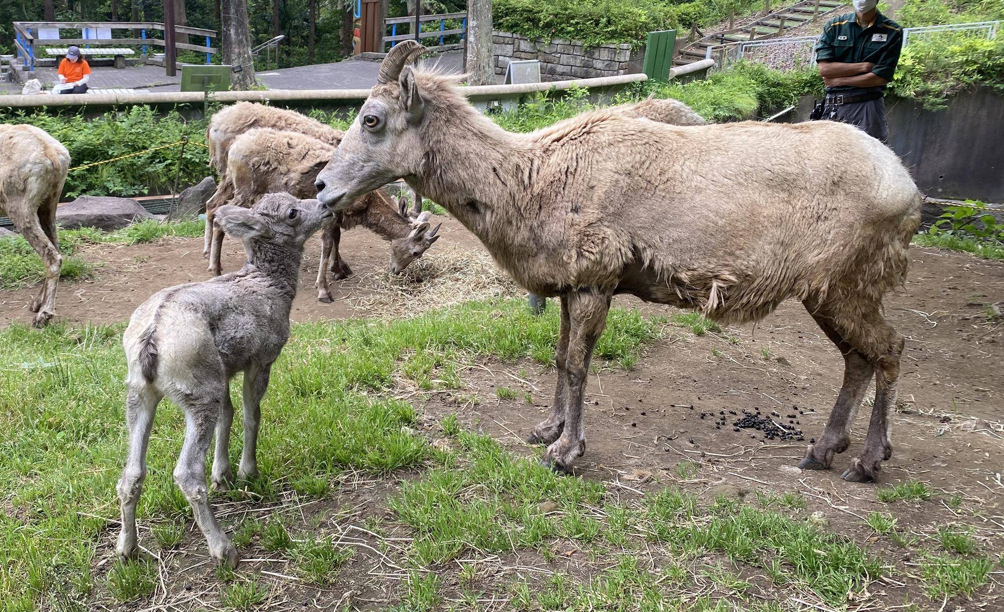 11 コハルとザラメ鼻近づける.jpg