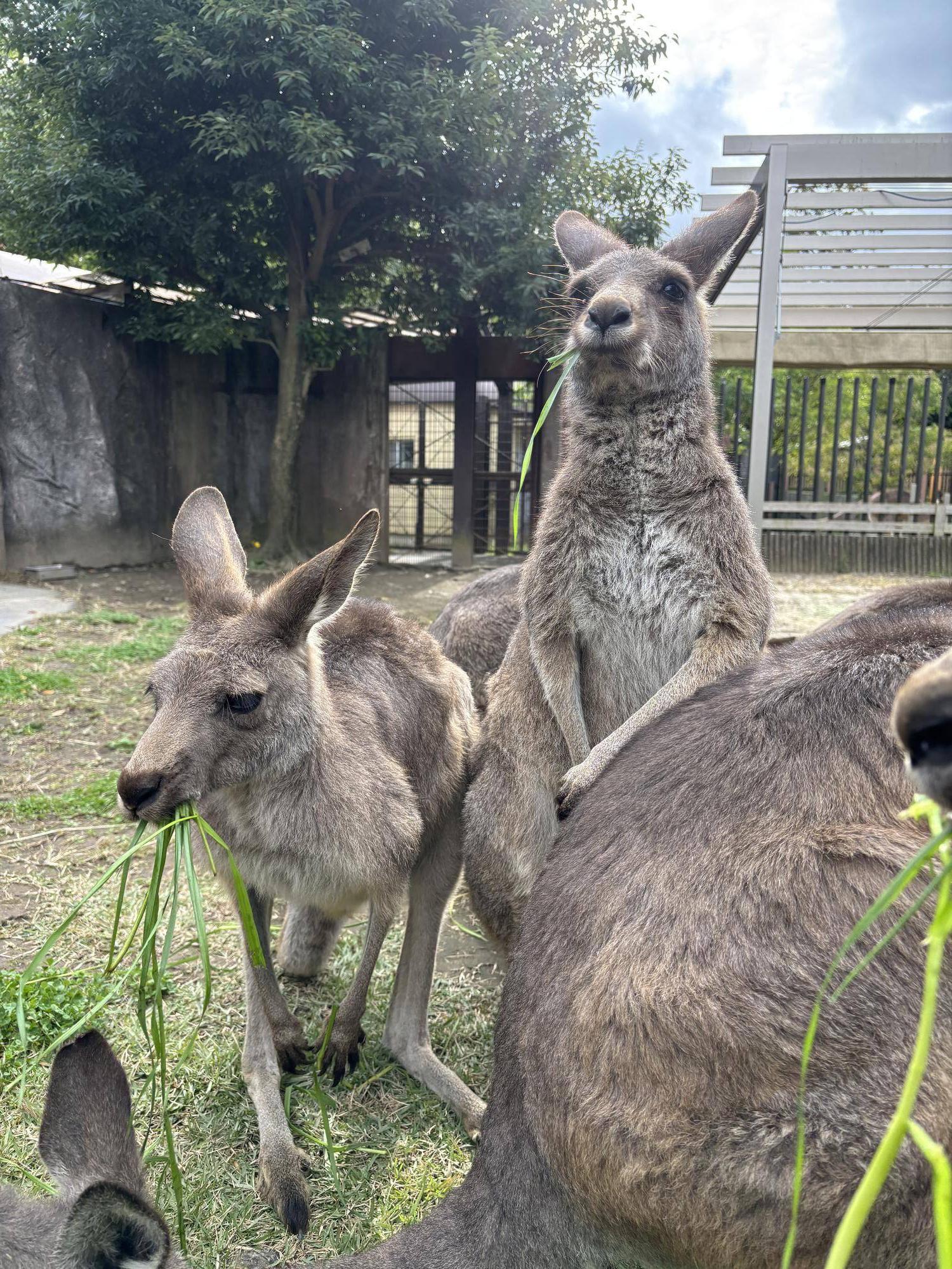 青草を食べるカンガルー1.jpg