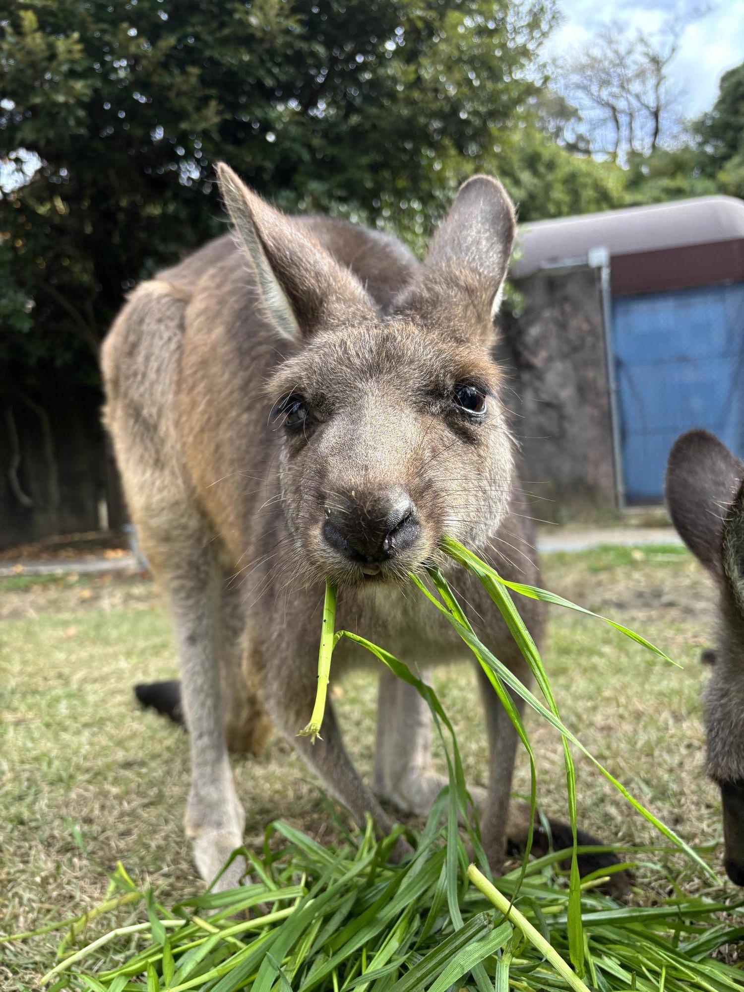 青草を食べるカンガルー2.jpg