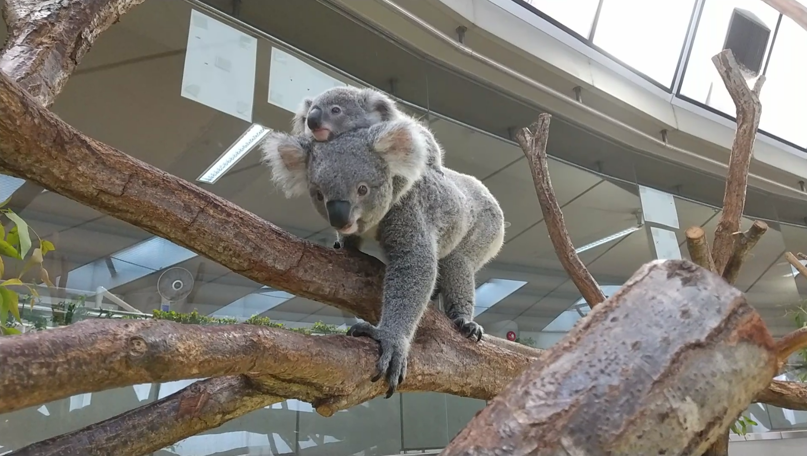 写真8 ひなぎくを背負うたんぽぽ.png