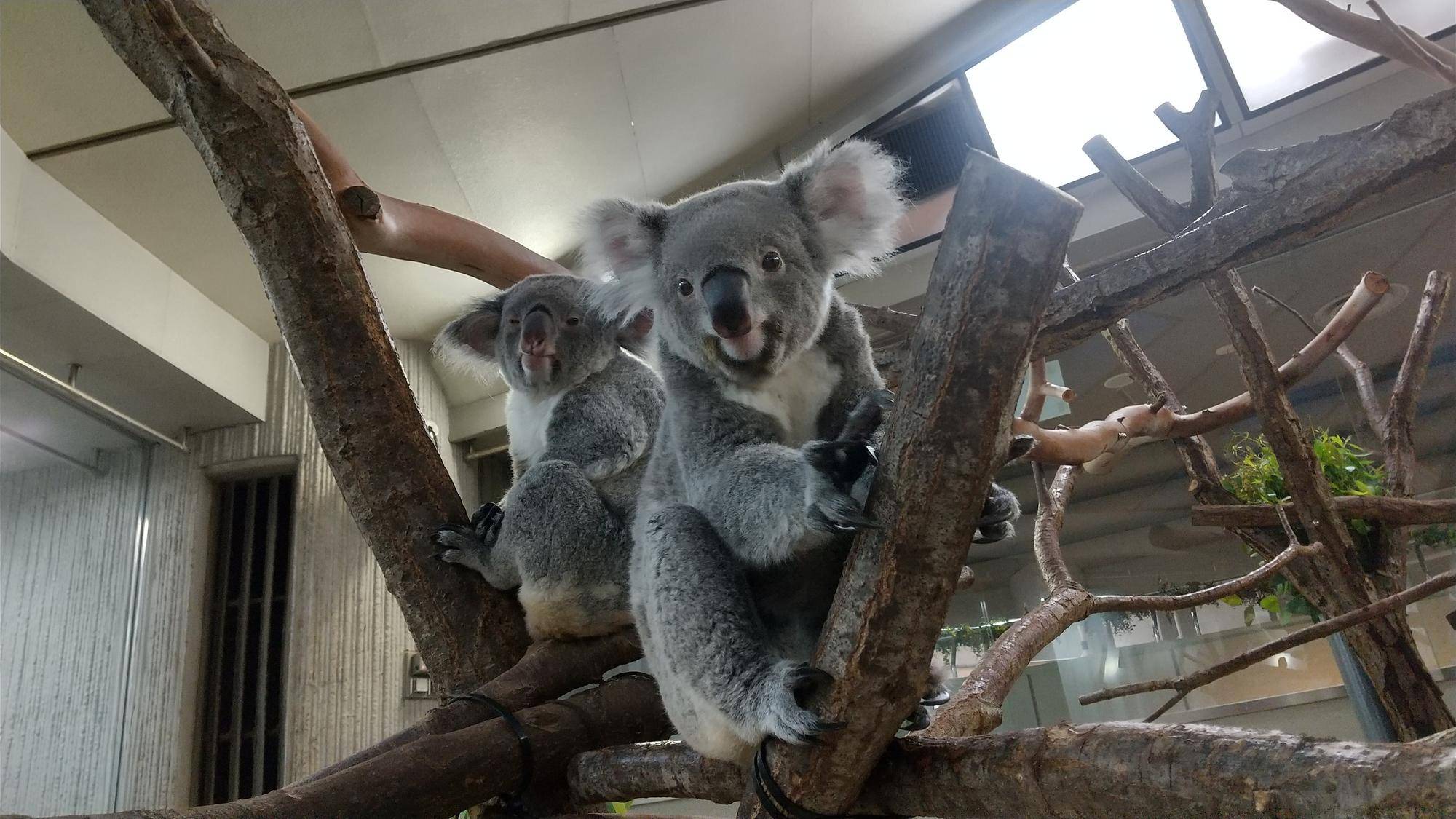 写真9 コハルとたんぽぽ(手前).jpg