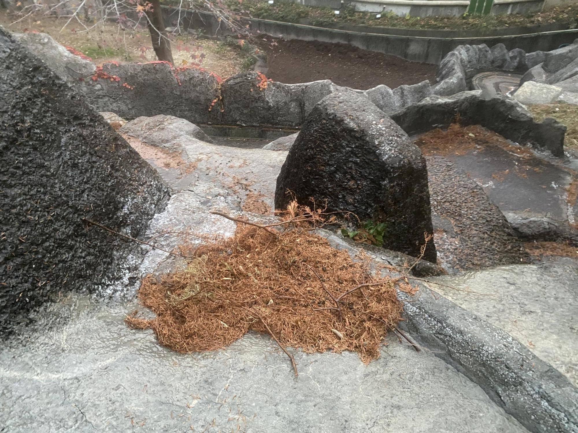 7 展示場に降り積もったメタセコイヤ2.jpg