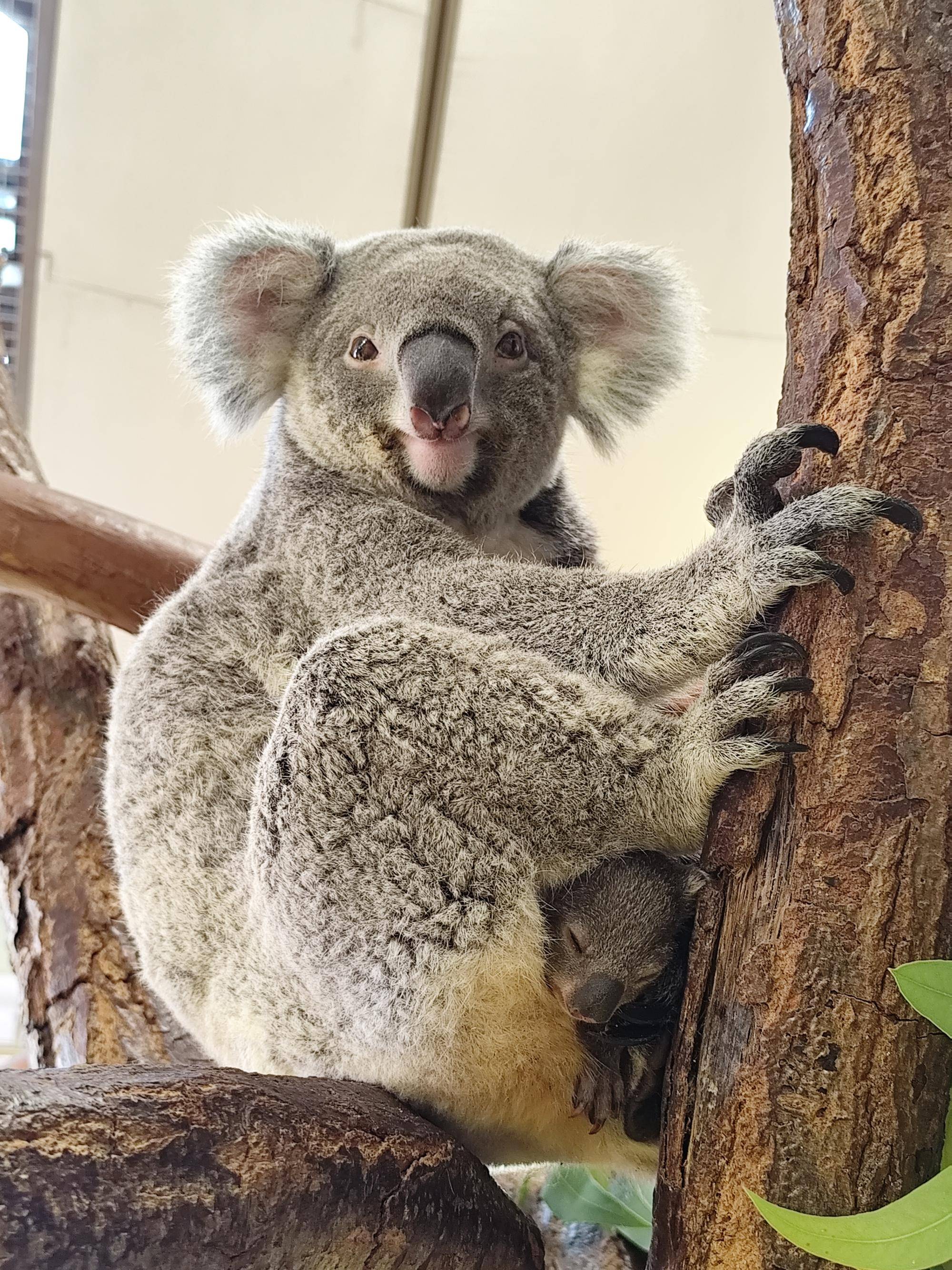 写真11 201日齢で顔出しをしたポポロ.jpg