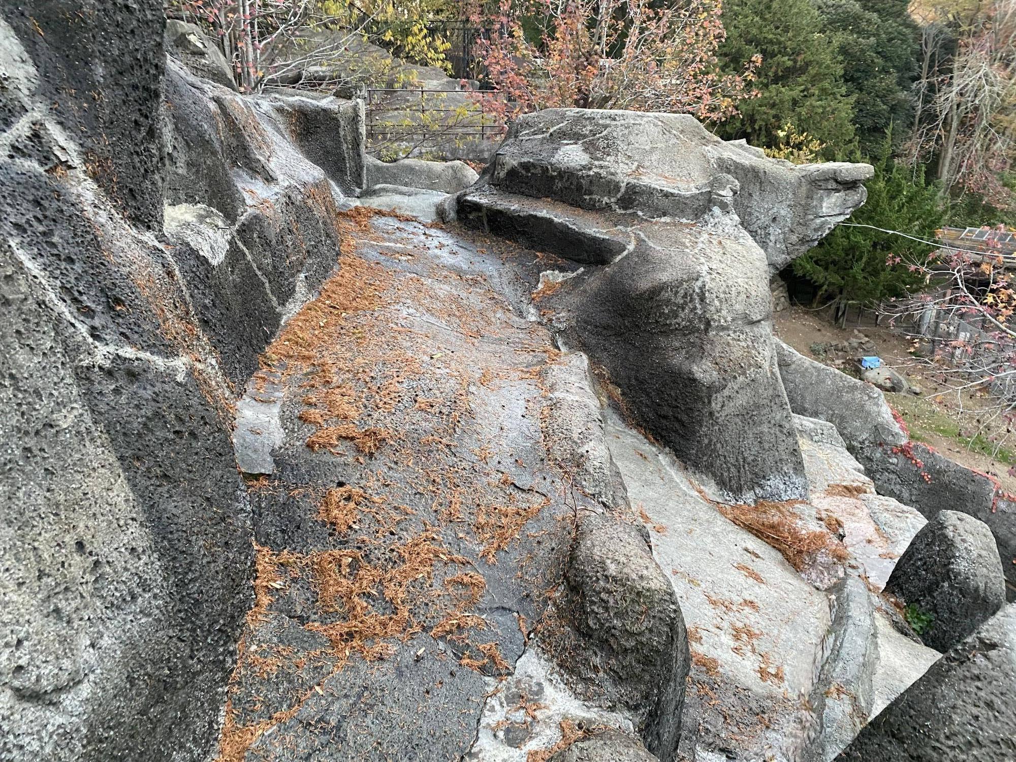 6 展示場に降り積もったメタセコイヤ1.jpg