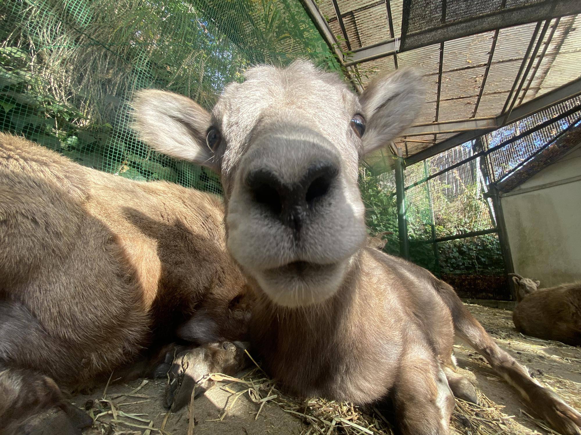 9 ザラメ12月撮影写真.jpg