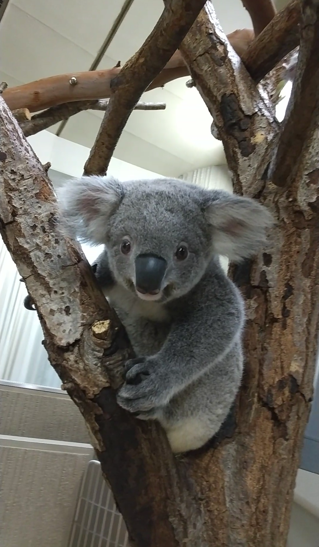 写真5 1歳7か月のたんぽぽ.png