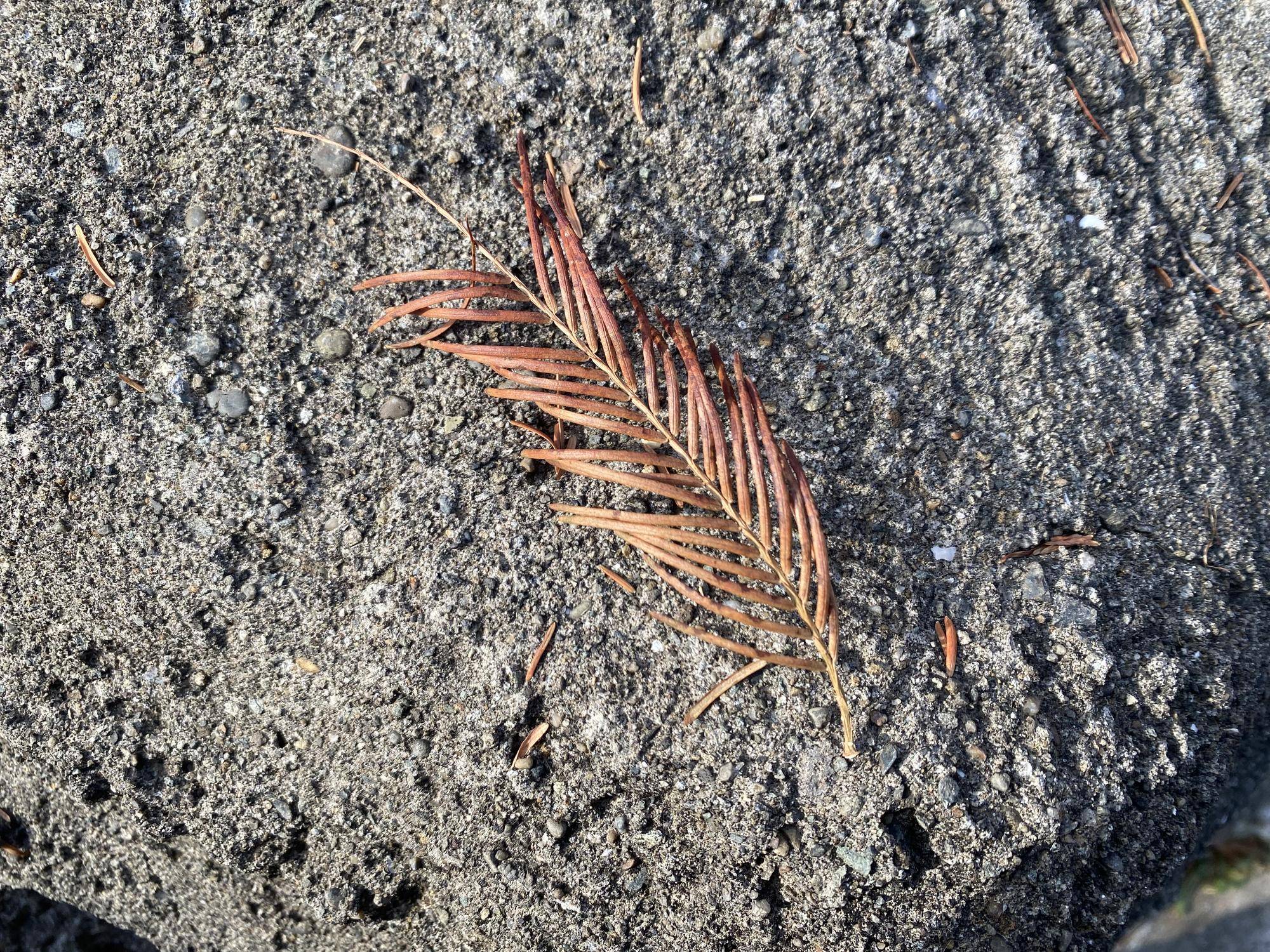 5 メタセコイヤの葉.jpg