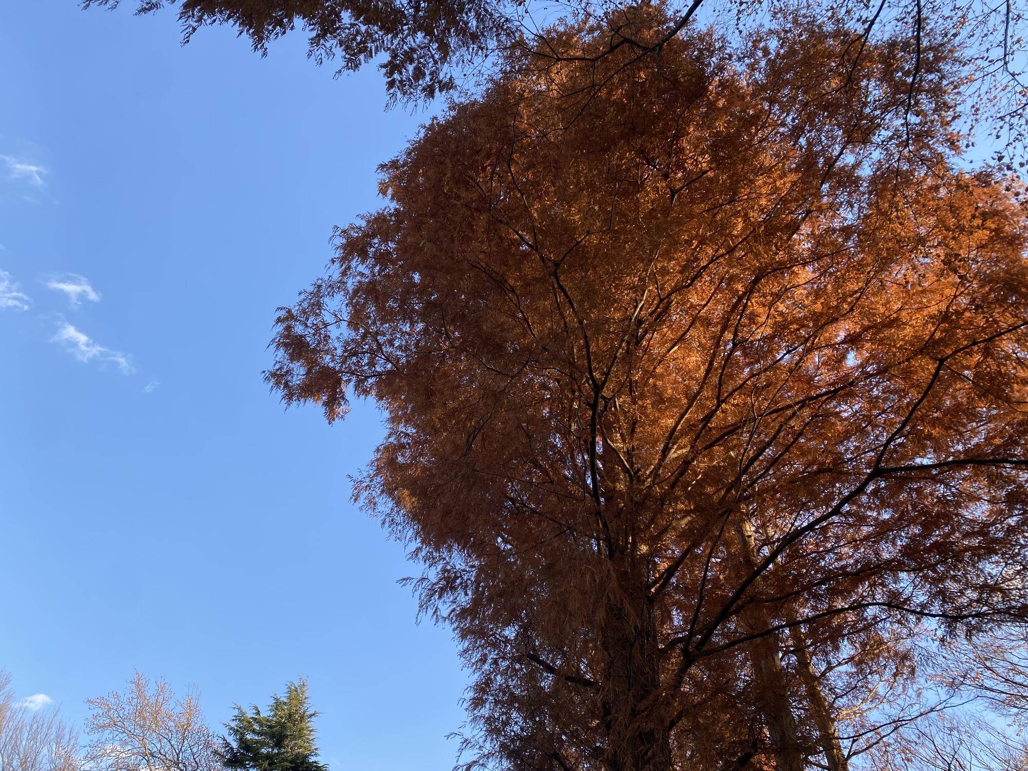 4 メタセコイヤ3.jpg