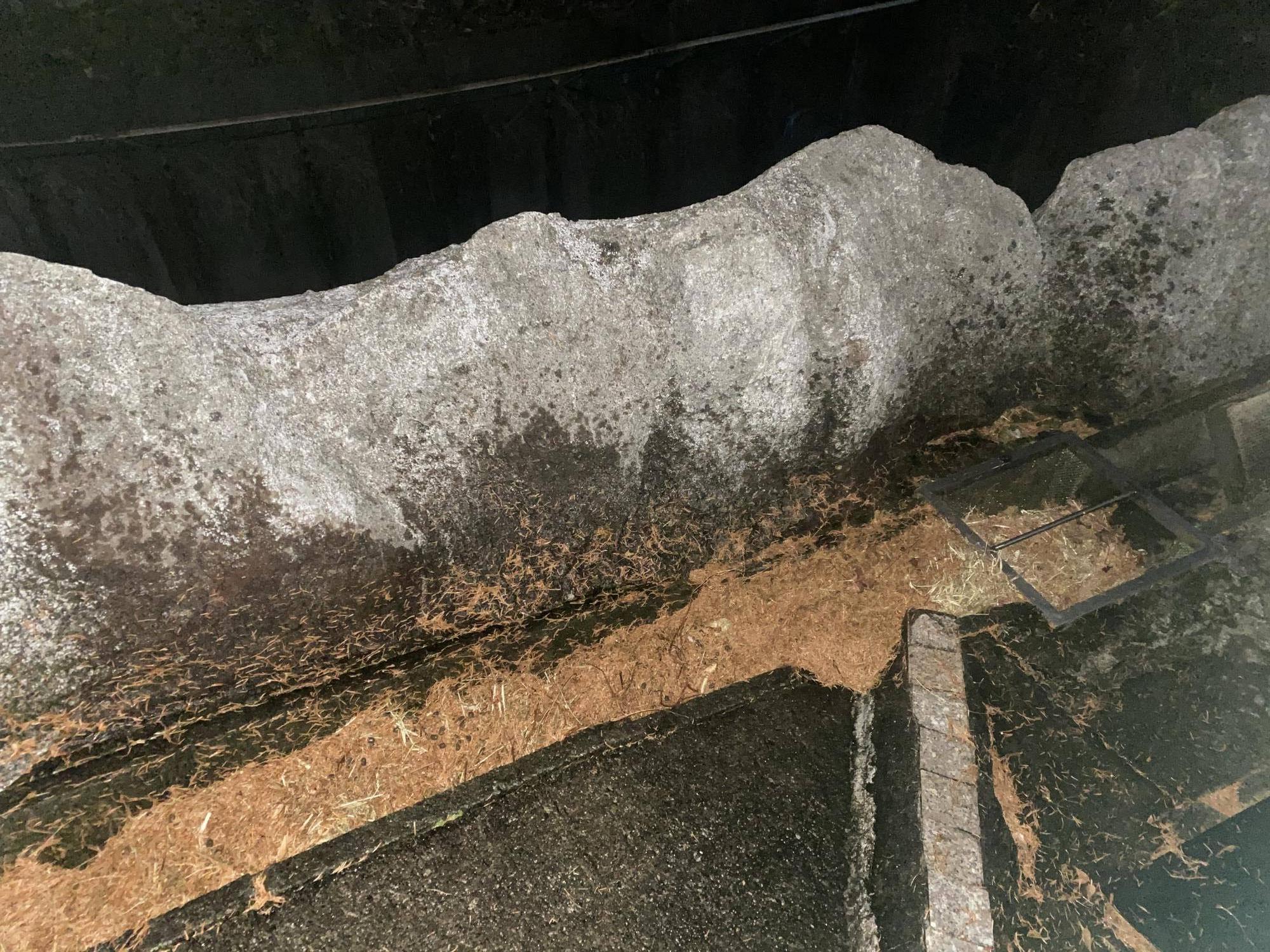 8 排水桝に詰まるメタセコイヤ.jpg